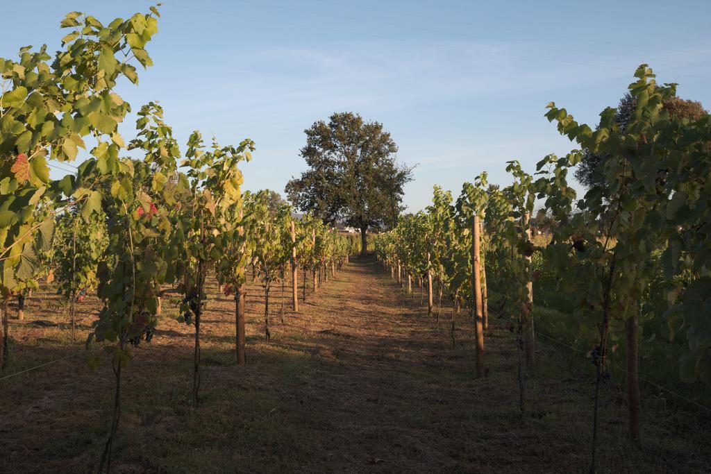 1720 Quinta Da Cancela - Winery & Farmhouse غيمارايش المظهر الخارجي الصورة
